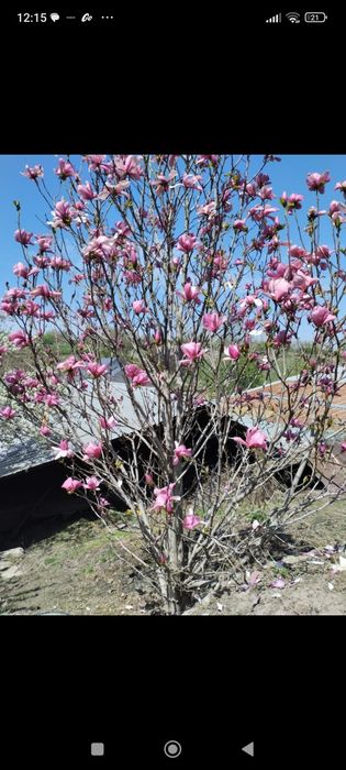 Дерево магнолия цветущее