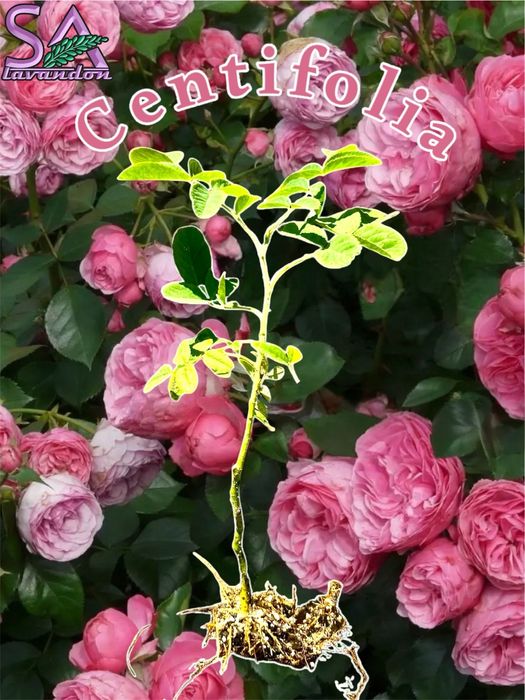 Trandafiri de Dulceata