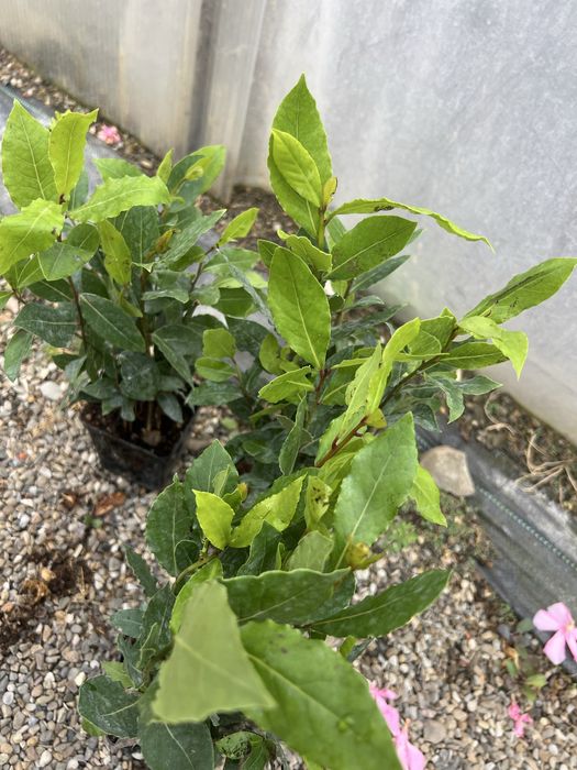 Dafin nobilis 20-40cm