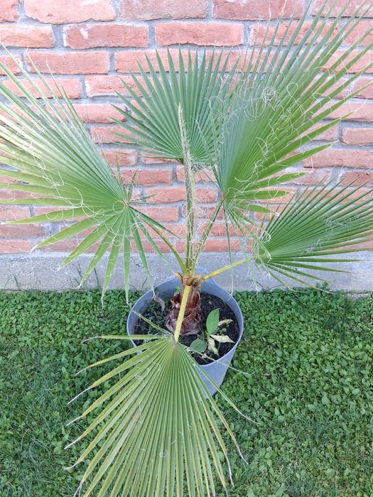 Palmier Washingtonia