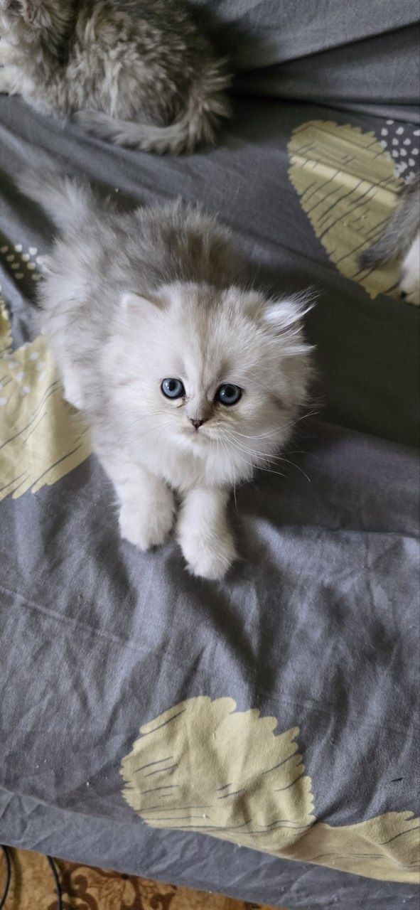 Котята Шиншилы породистые
