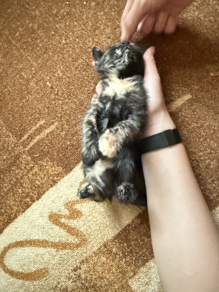 Три малки женски котета СПЕШНО