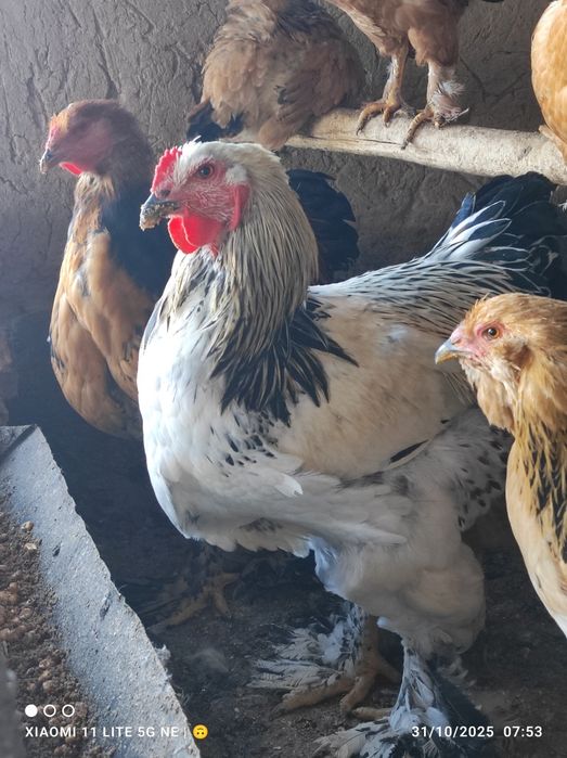 Brama xorozla sotiladi sogʻlom .donasi 200 mingdan .