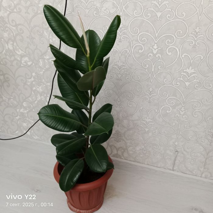 Комнатный цветок изобилия