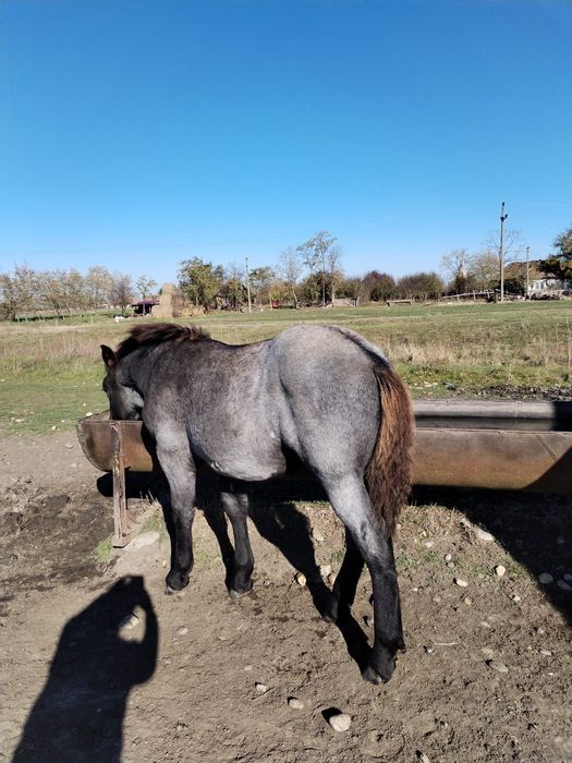 Vând mânză de 4 luni