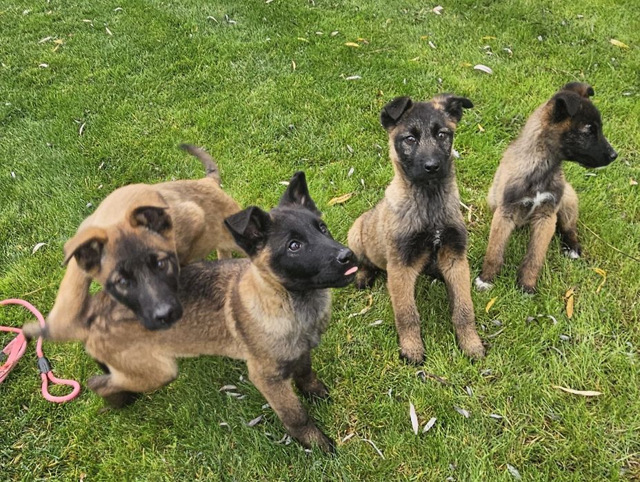 Căței malinois belgian ciobănesc belgian