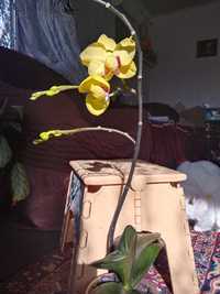 Орхидея с двумя цветоносами