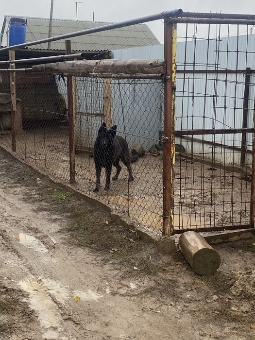 Продам немецкую овчарку