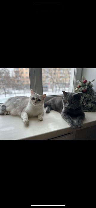 Отдам кошек порода британцы