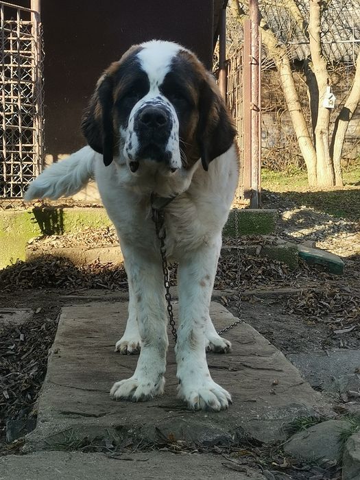 Cățel Saint bernard