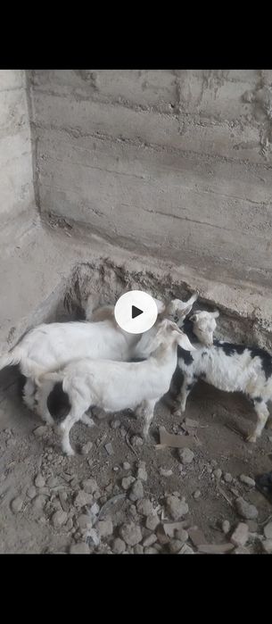 Echkilar sotiladi