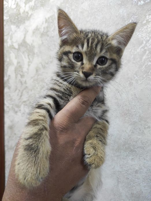 Продам скоттиш страйт