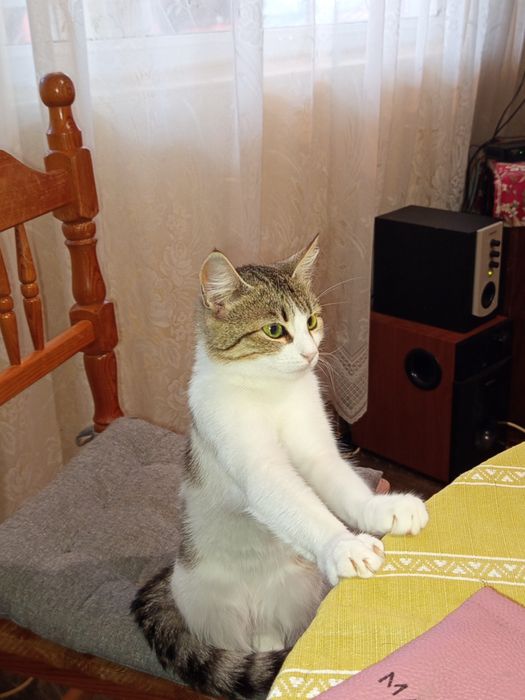 Подарявам котета с изградени хигиенни навици