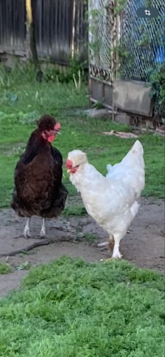 Vand oua pentru incubat Motate