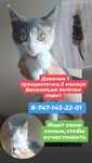 Котёнок ищет семью