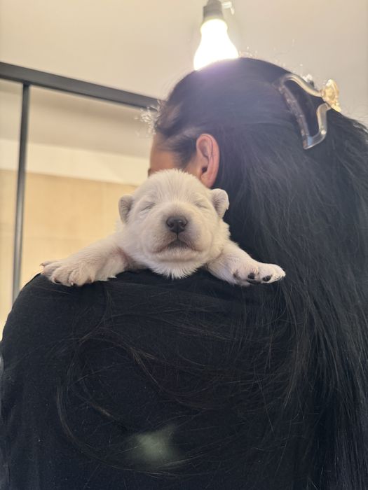 Pui catelusi Samoyed