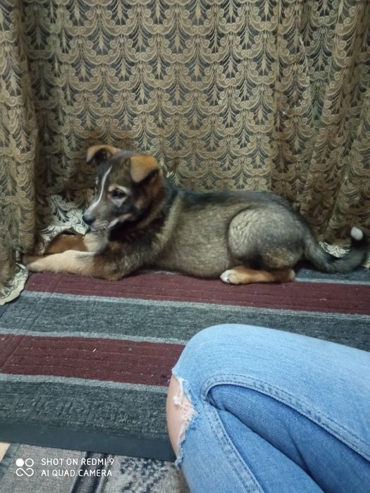 Щенок лайка отдам в заботливые руки