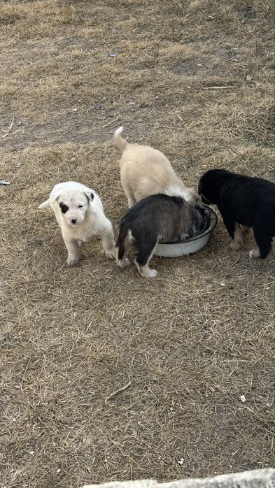 Щенки 1,5 месяця