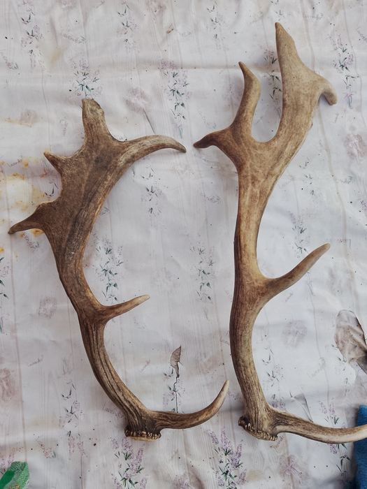 Vând Coarne Lopatar