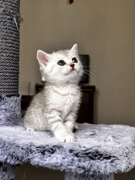 Ищете пушистого друга? Шотландские котята!