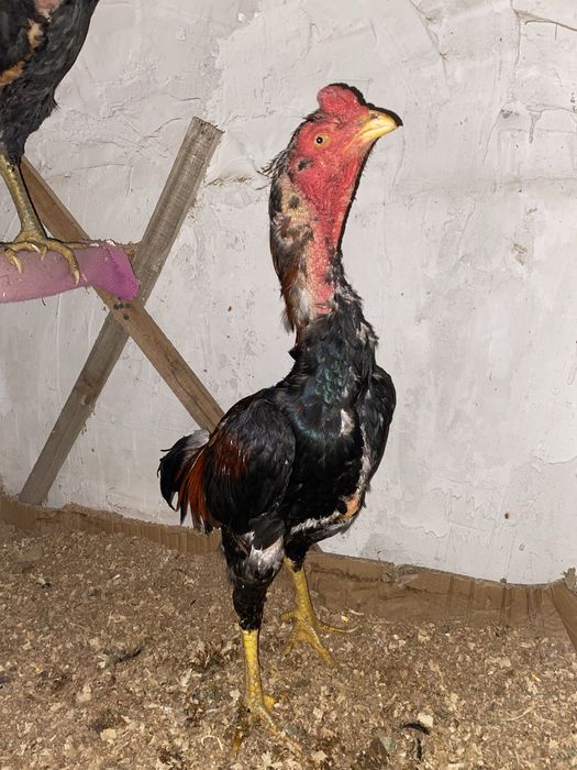 Дакан осеник на линке