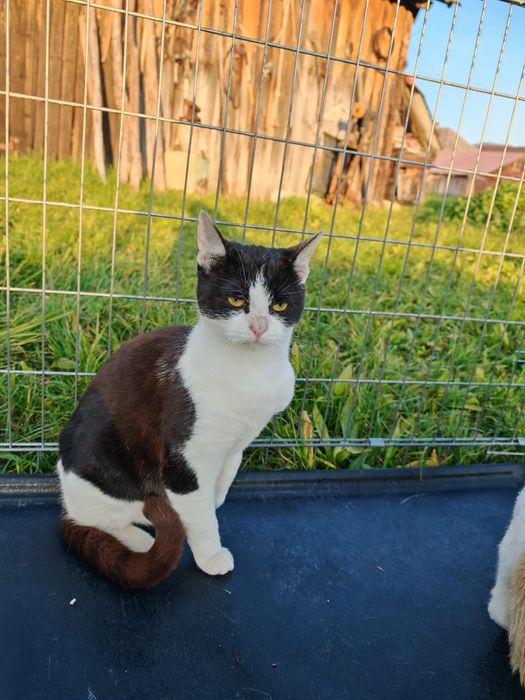 Pisici sterilizate, deparazitate si vaccinate