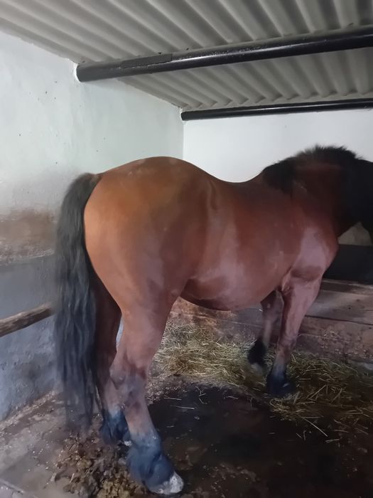 Cal de vânzare,Barcani,Covasna