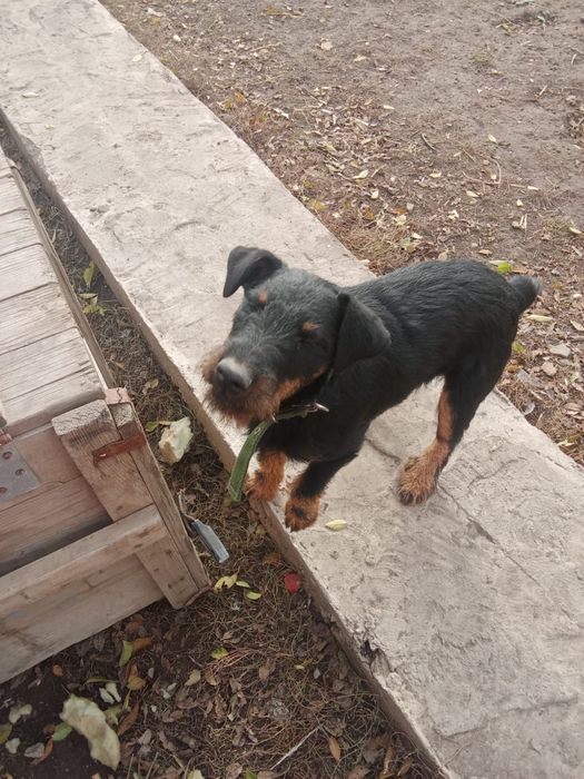 Продаётся ягдтерьер кабель  девять месяцев