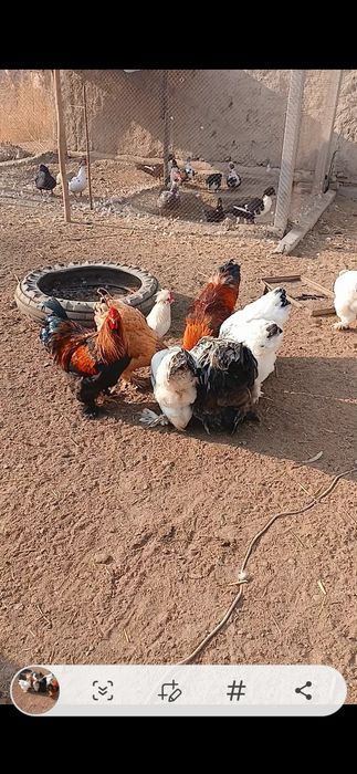 Брама товук хурозлар сотилади