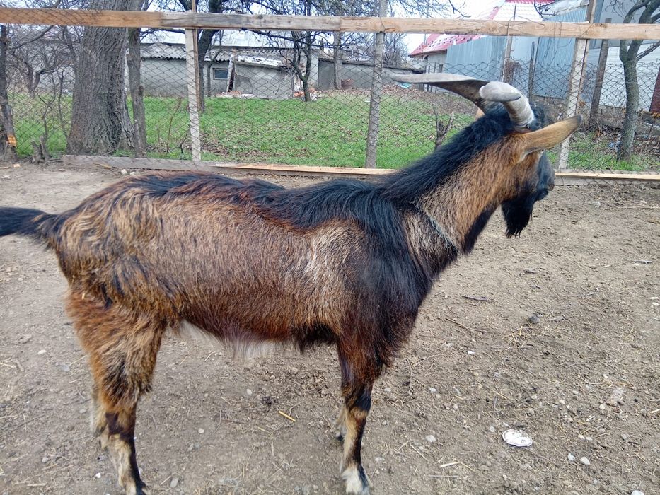 Mascul alpin francez