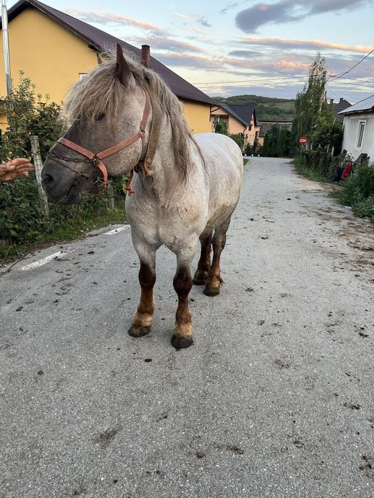 De vanzare armasar de 10 ani