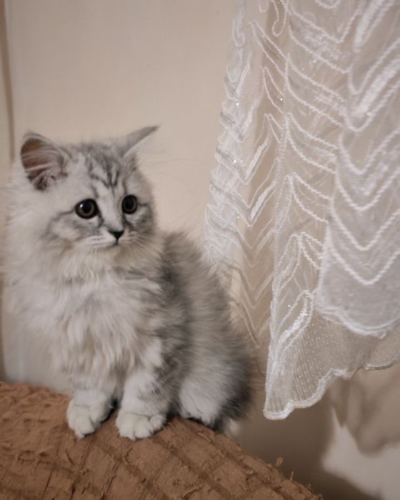 Продаётся кошка девочка