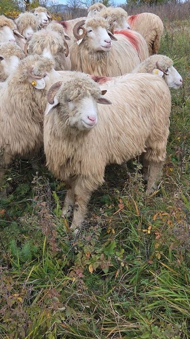 Miei buni de vanzare