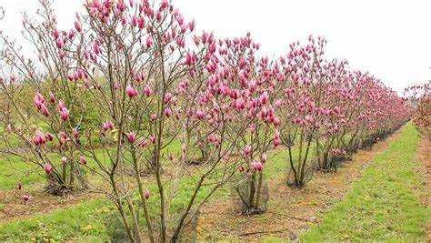 Magnolia galbena albastra susan superba ricki