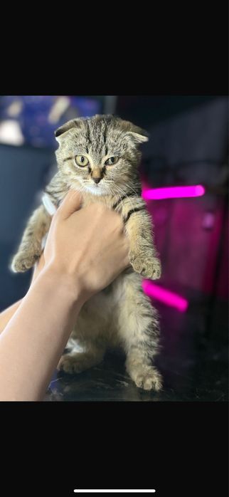 Отдам котенка(веслоухий) в добрые руки