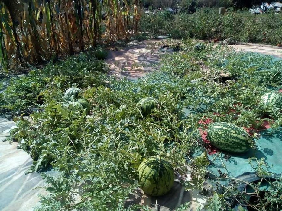 Винилна мрежа(МЕШ), приложима в строителството и селското стопанство.