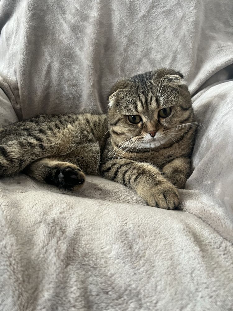 Предлагам мъжки котарак