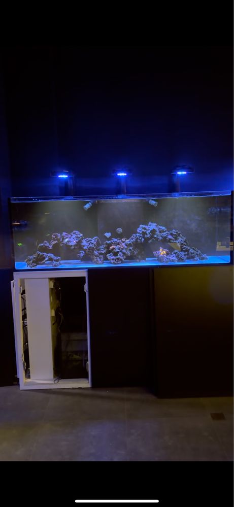 Обслуживание Морских аквариумов , морских кораллов