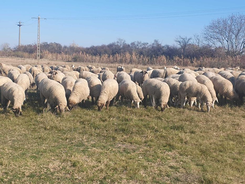 Vand 400 oi de carne, gestante,