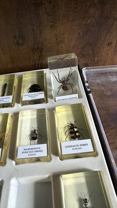 Colectie insecte DeAgostini