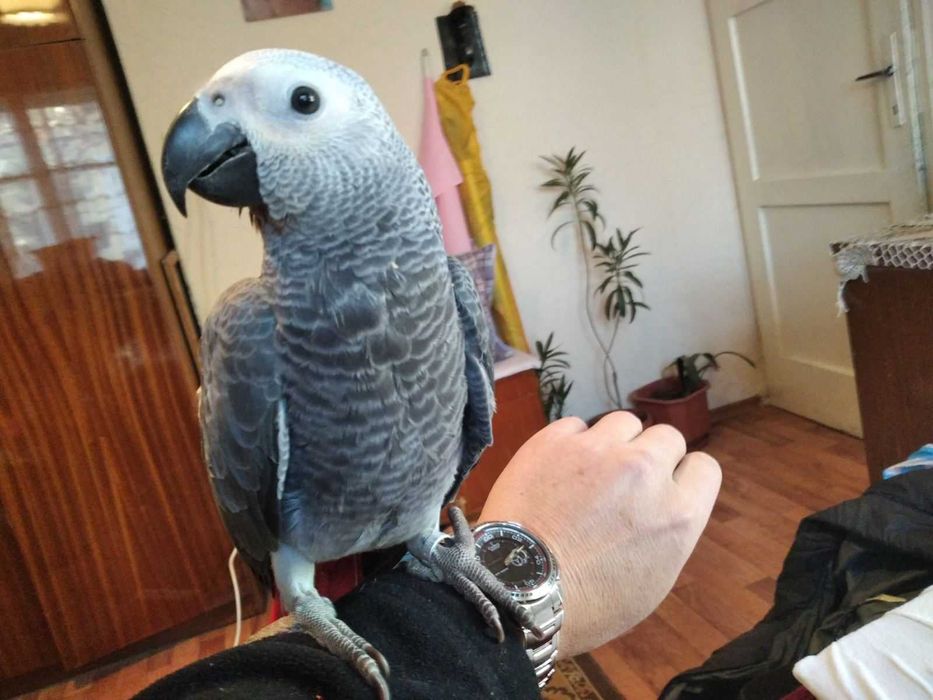 Продавам Кралско Жако