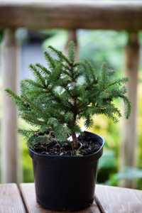 Brad Picea sitchensis 'Tenas'