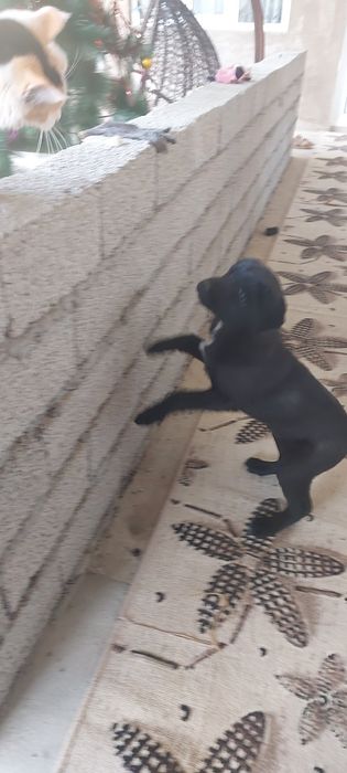 Лабладор+дворняга