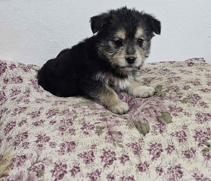 Fetita bichon talie mică .