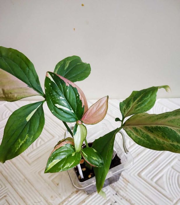 Красивый вариегатный сингониум Рэд Спот Триколор ( молодое растение )