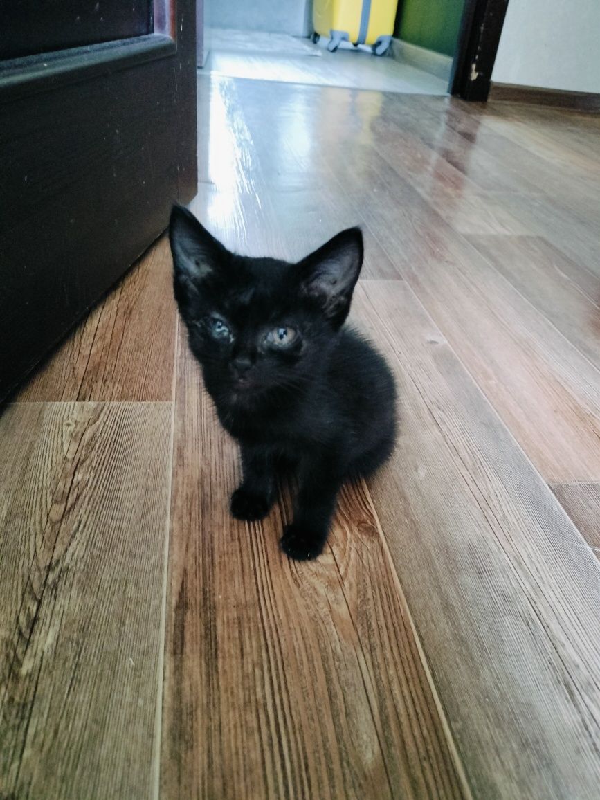Котенок в хорошие руки