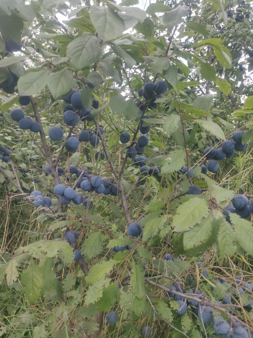 Продам дачу срочно