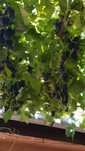 Must din struguri Cabernet Souvignon