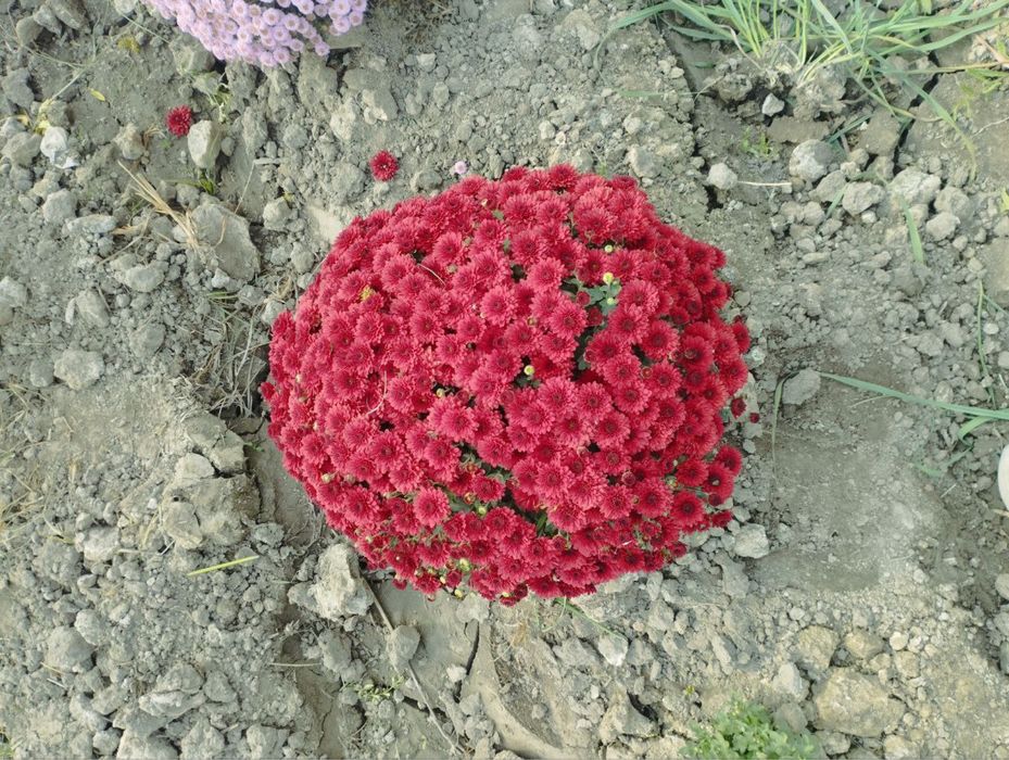 Xrizantema globus. Gullar.