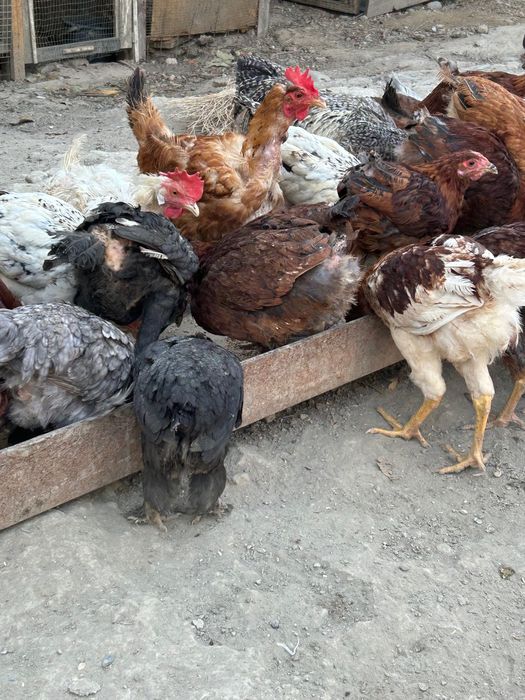 Optom tovuq sotaman xilmaxil zotidan arzonha bervoraman